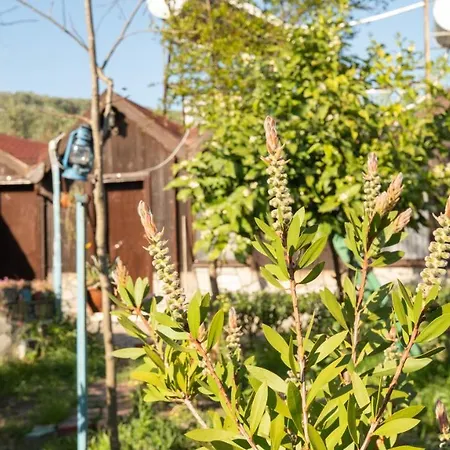 Δωμάτια σε οικογενειακή κατοικία Huzur Ve Cay Bahcesi *